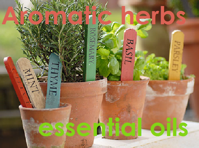 aromatic herbs essential oils
