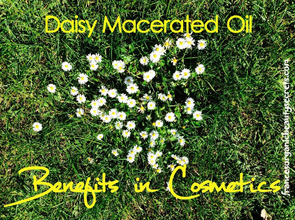 daisy macerated oil