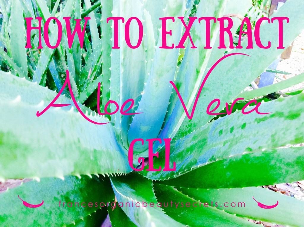 how to extract aloe vera gel