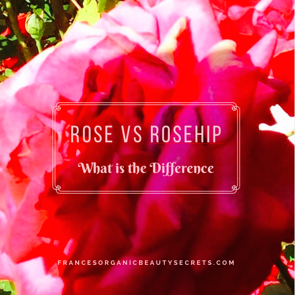 rose vs rosehip